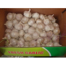 Good Normal White Garlic Packed In 10kg carton